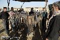 بازار خرید و فروش دام در آستانه عید قربان